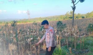 Oplus_131072